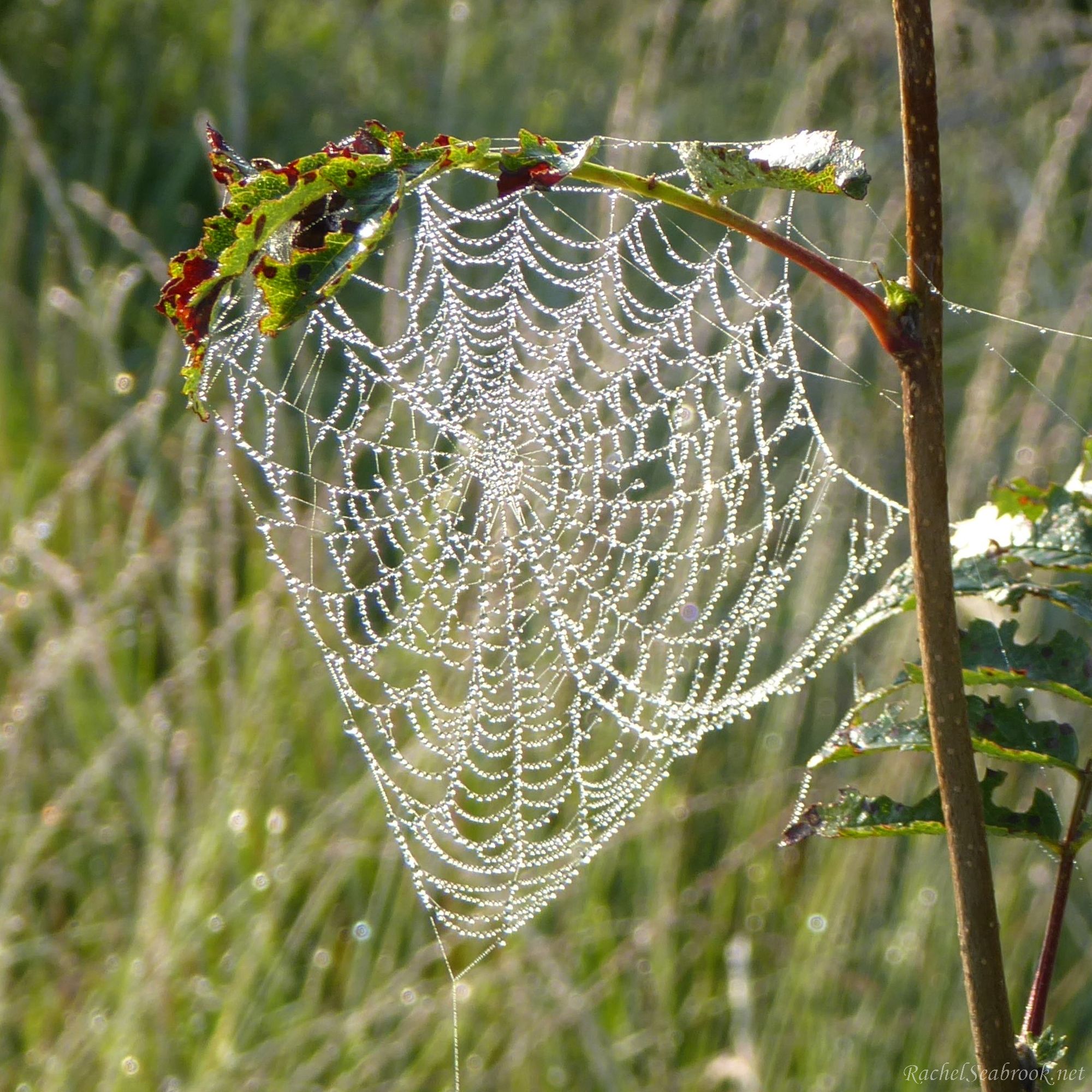 dew-drenched cobweb